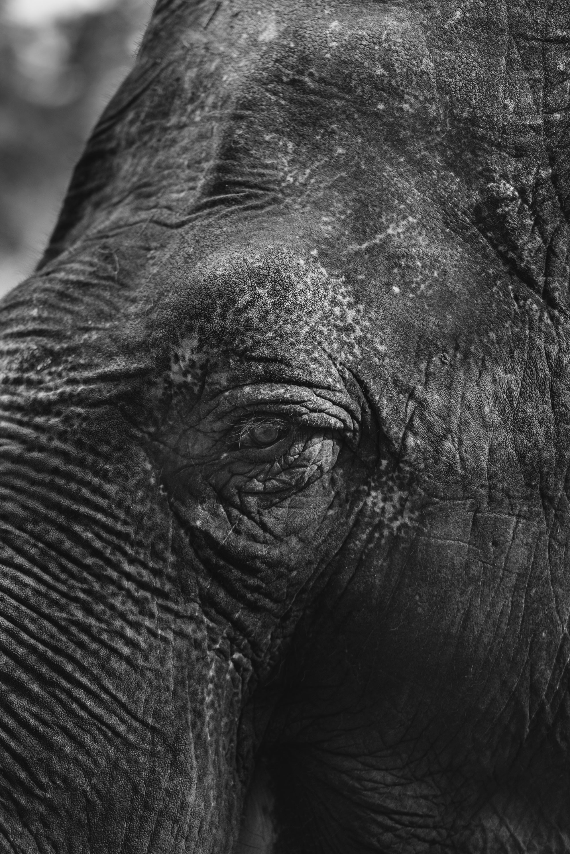 Elephant - Tierpark Hagenbeck Hamburg -Willife - Alberto Piroddi Photography