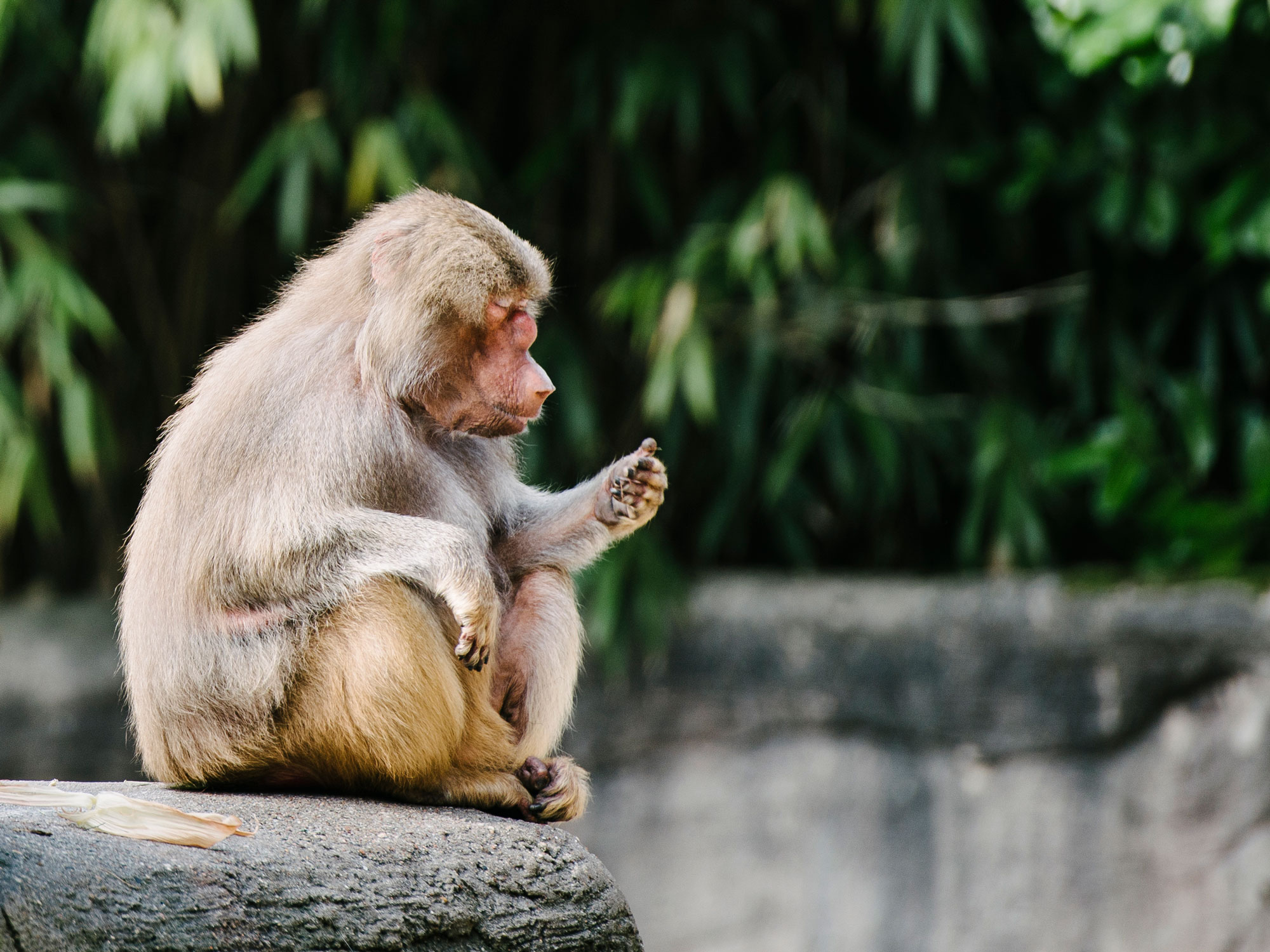 Rhesus macaque - Tierpark Hagenbeck Hamburg -Willife - Alberto Piroddi Photography