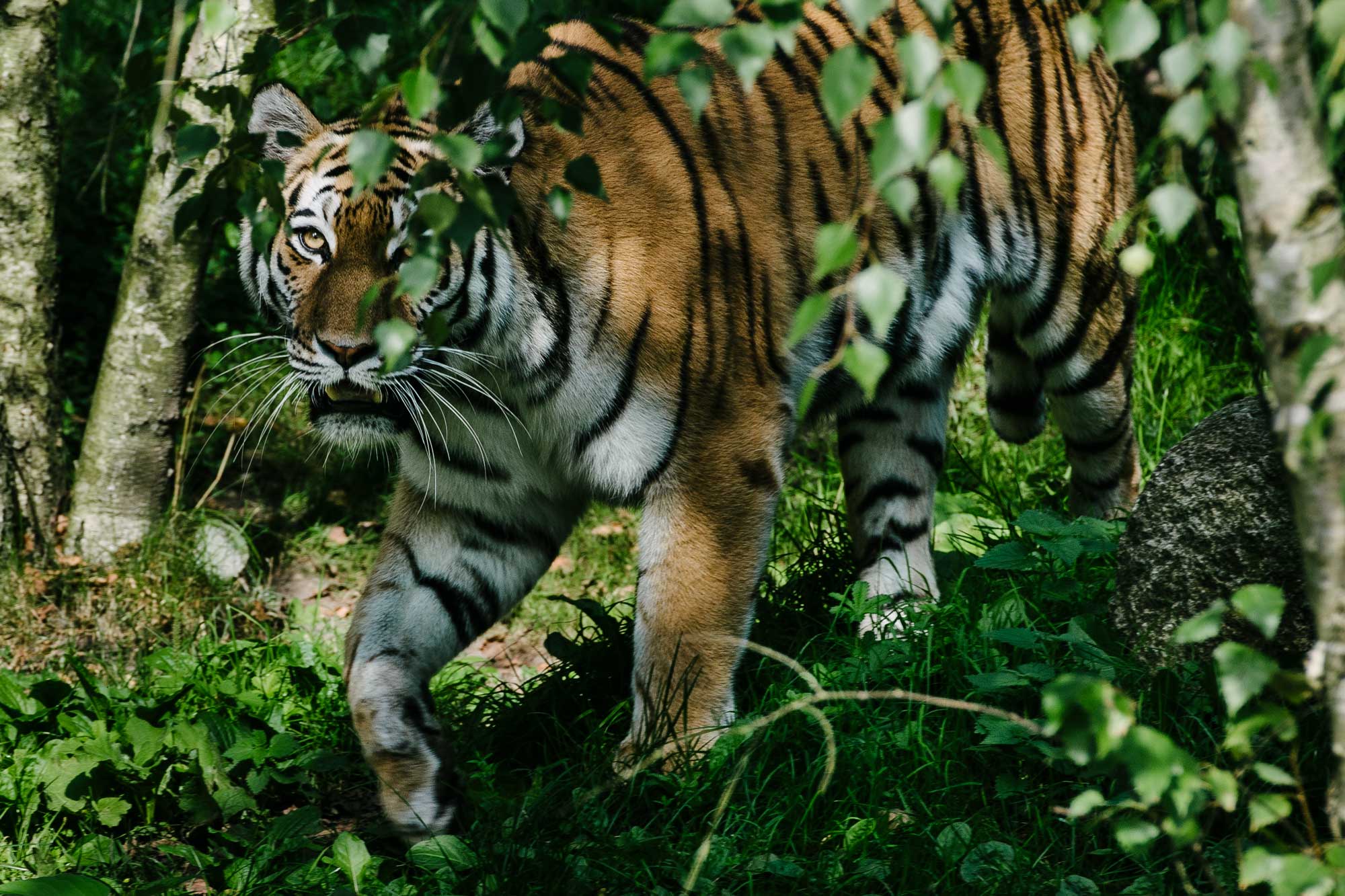 Tiger - Tierpark Hagenbeck, Hamburg, Wildlife - Alberto Piroddi Photography