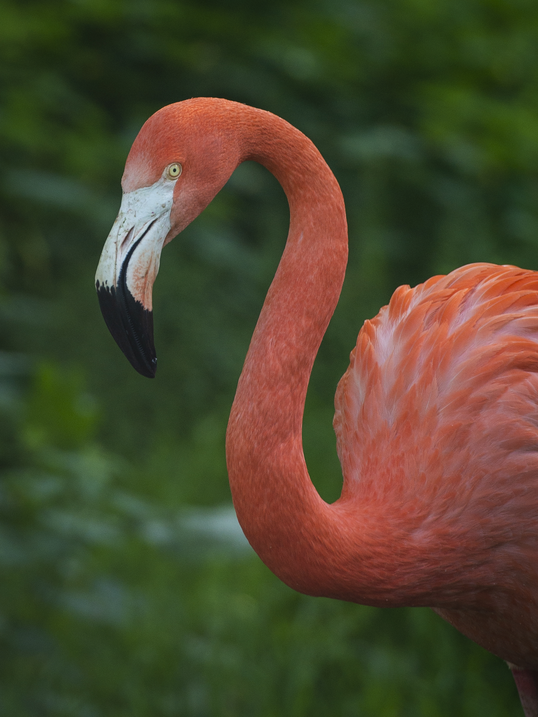Greater Flamingo, ZSL Whipsnade Zoo, UK