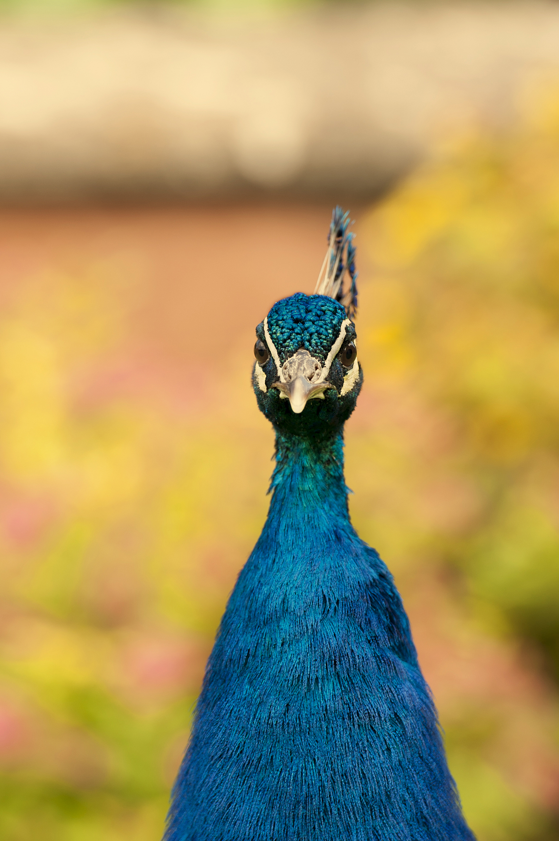 Peacock, Wales (UK) - Alberto Piroddi Photography