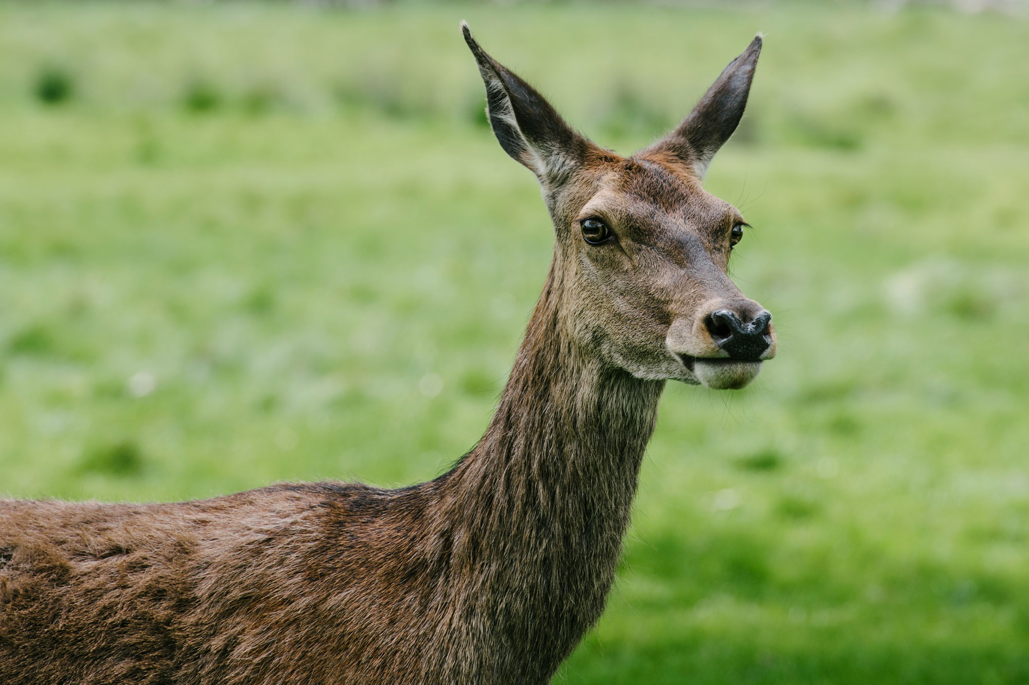 Deer-RichmondPark-Wildlife-AlbertoPiroddiPhotography