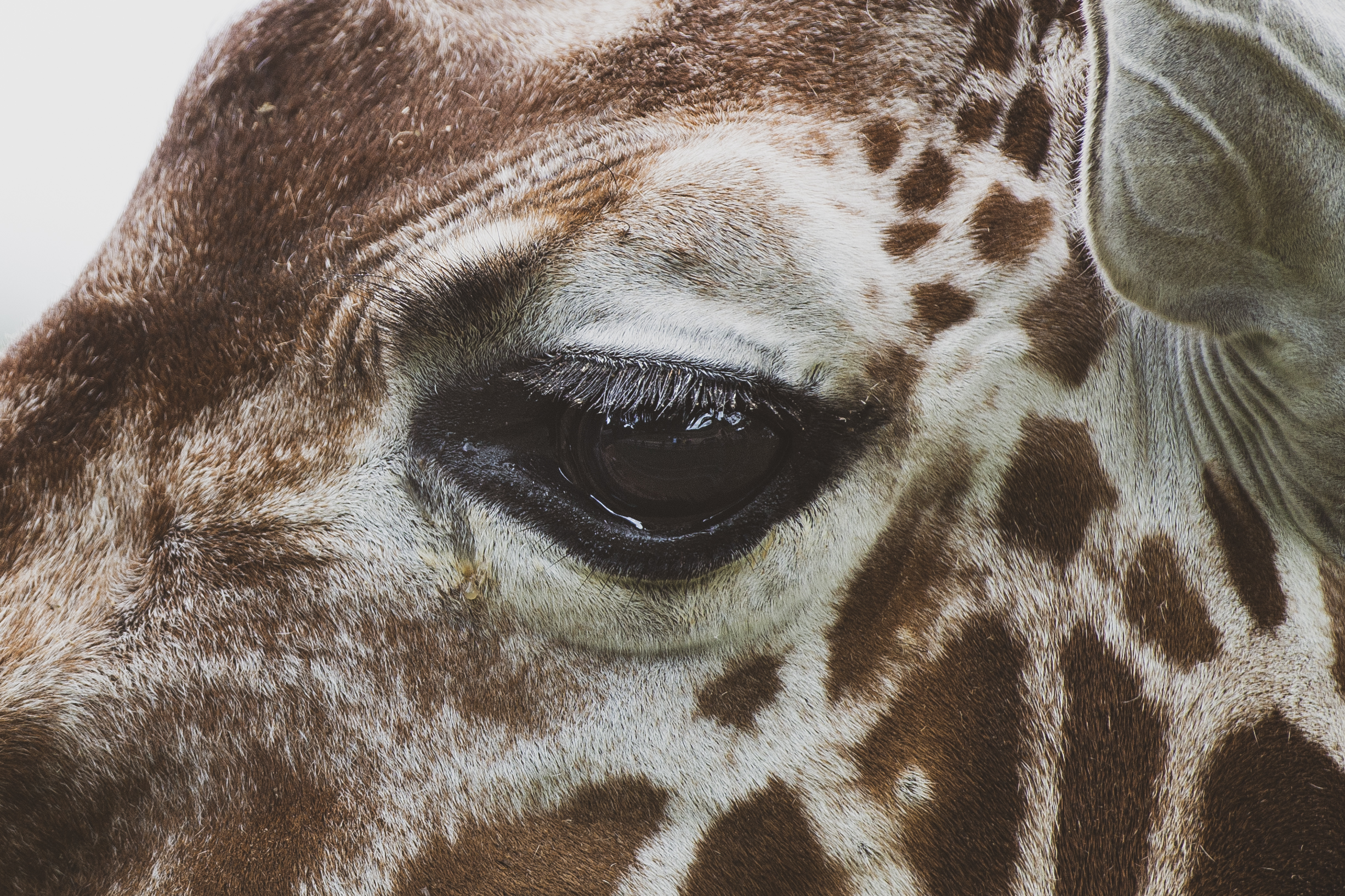 Giraffe [Detail] ZSL Whipsnade Zoo
